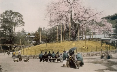 Le célèbre cerisier de Maruyama, Kyoto